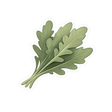 Arugula